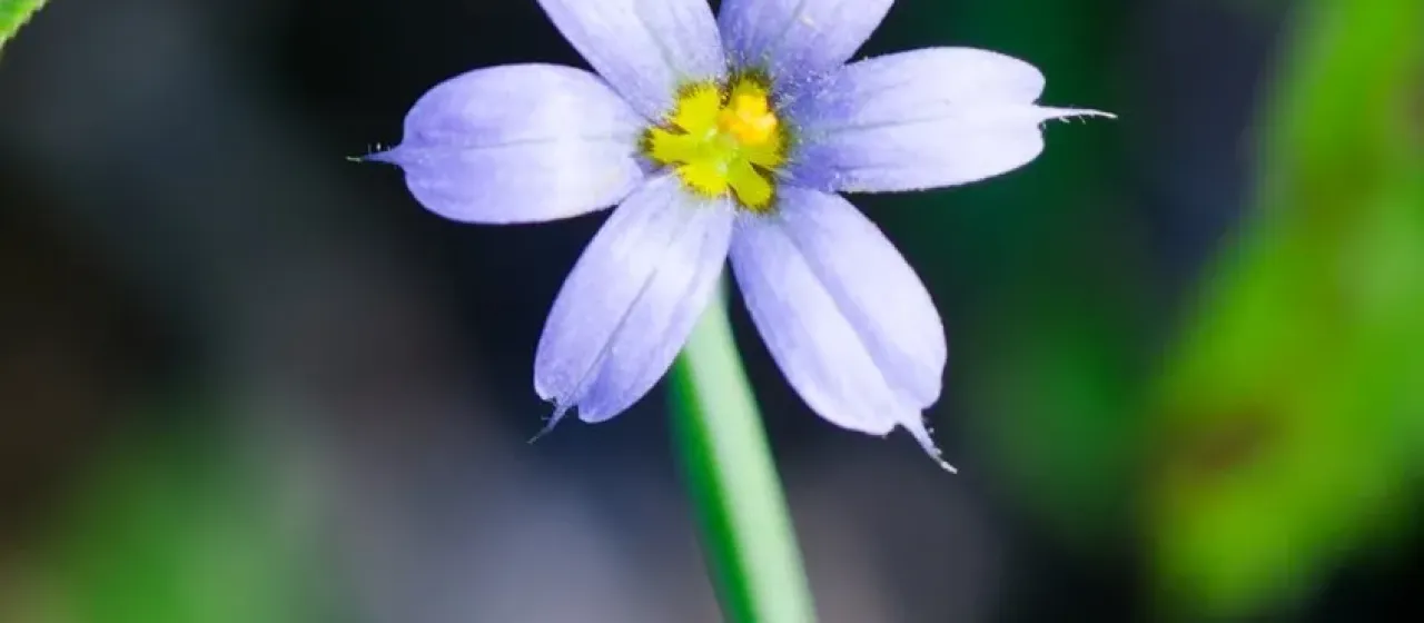 Atlantic blue-eyed grass
