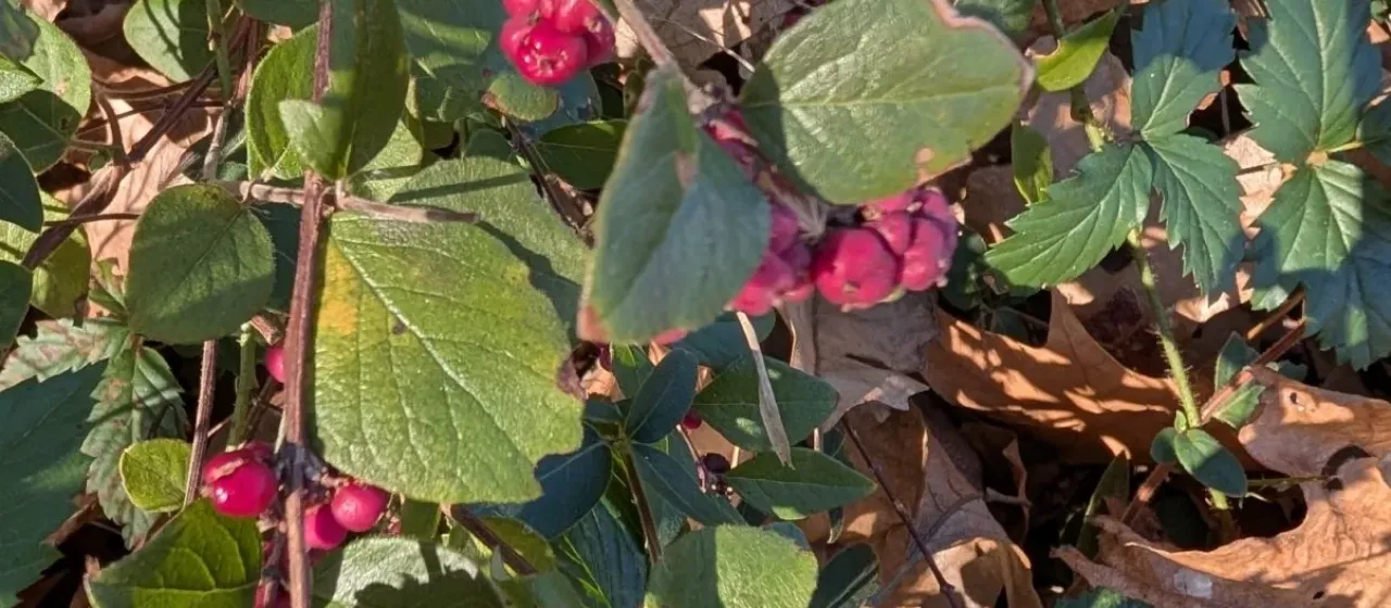 Chenault coralberry