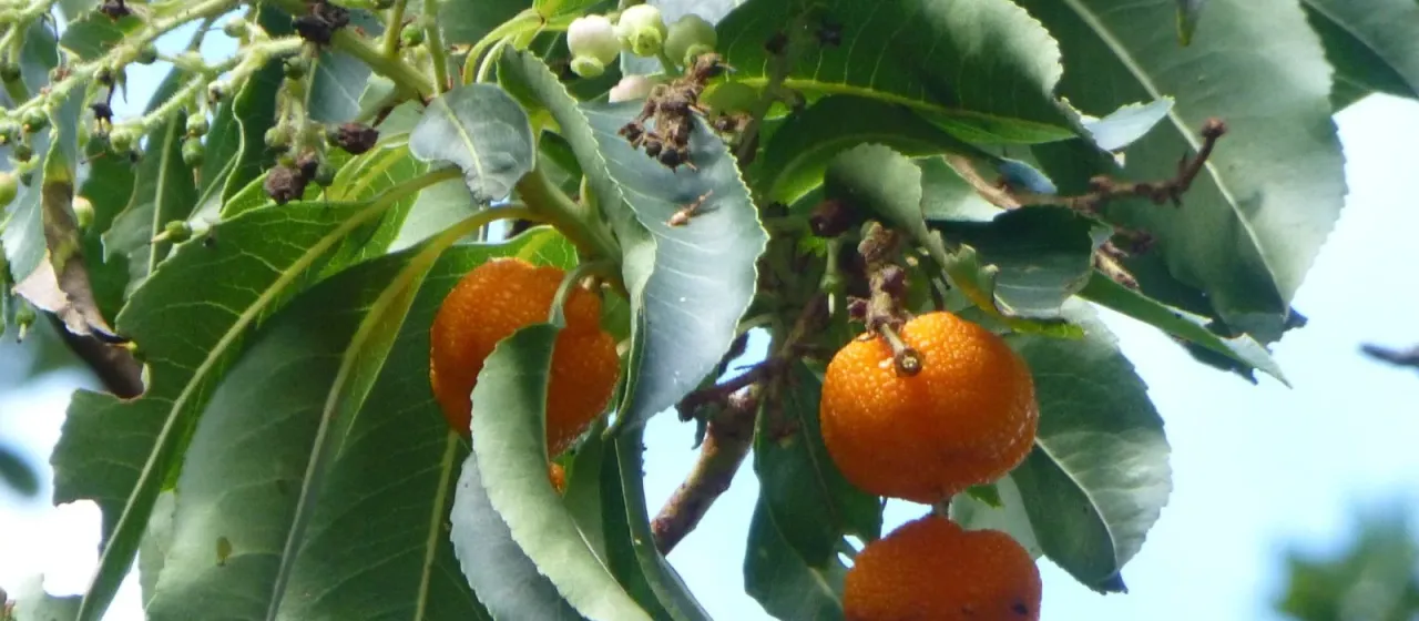 Arbutus canariensis Duhamel
