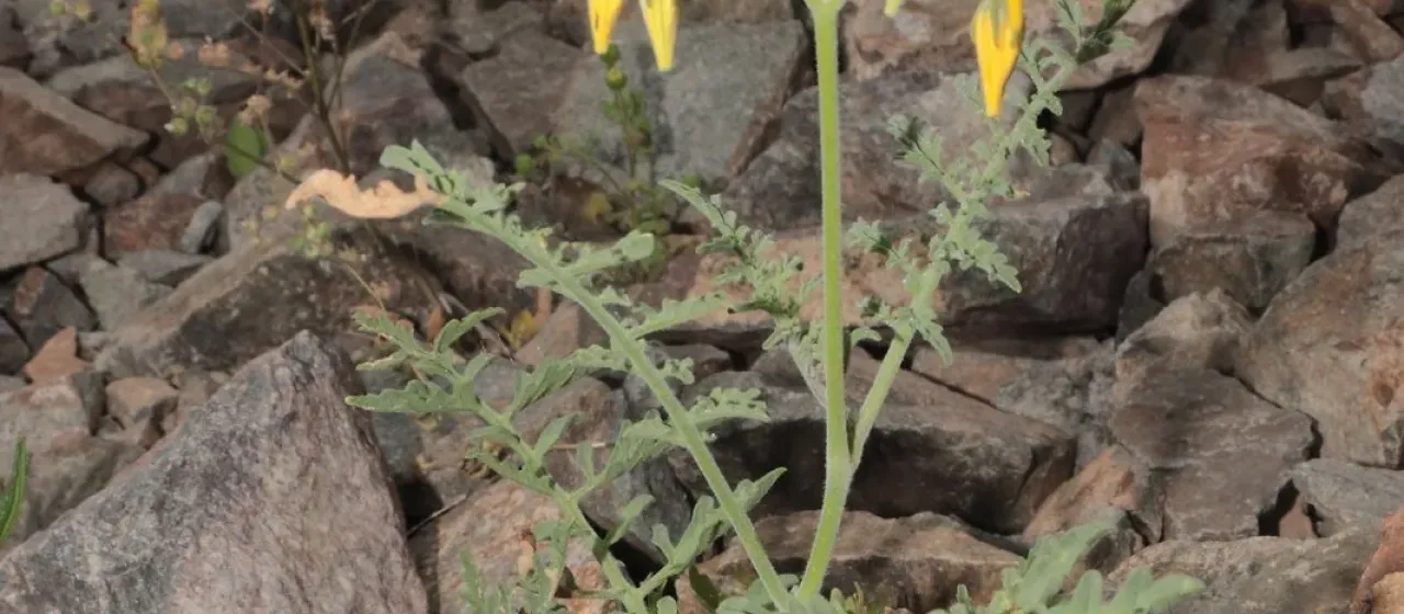 Chilean nightshade