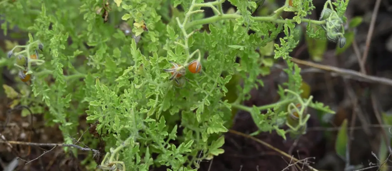 Galapagos tomato