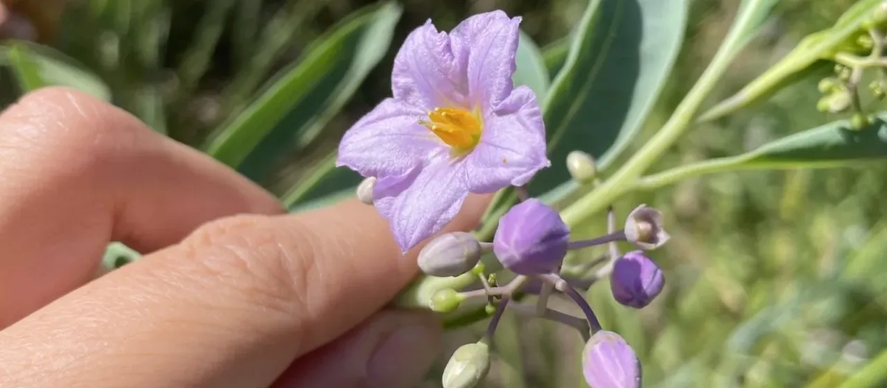 Waxy-leaf nightshade