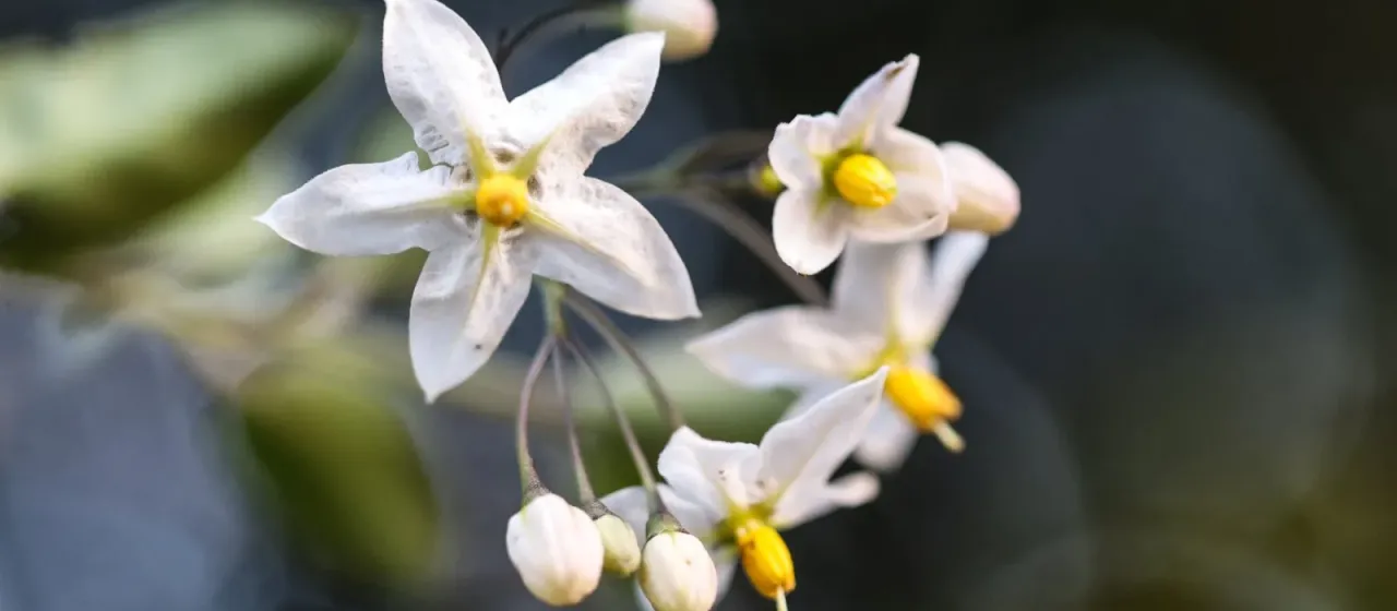 Jasmine nightshade