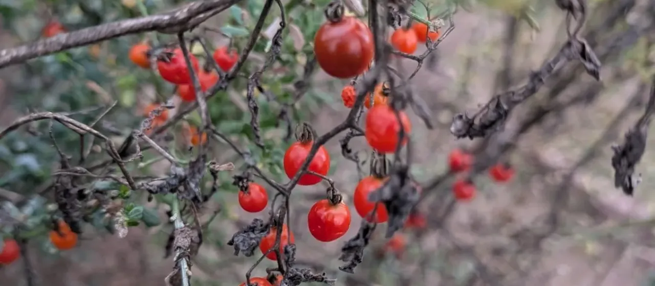 Cherry tomato