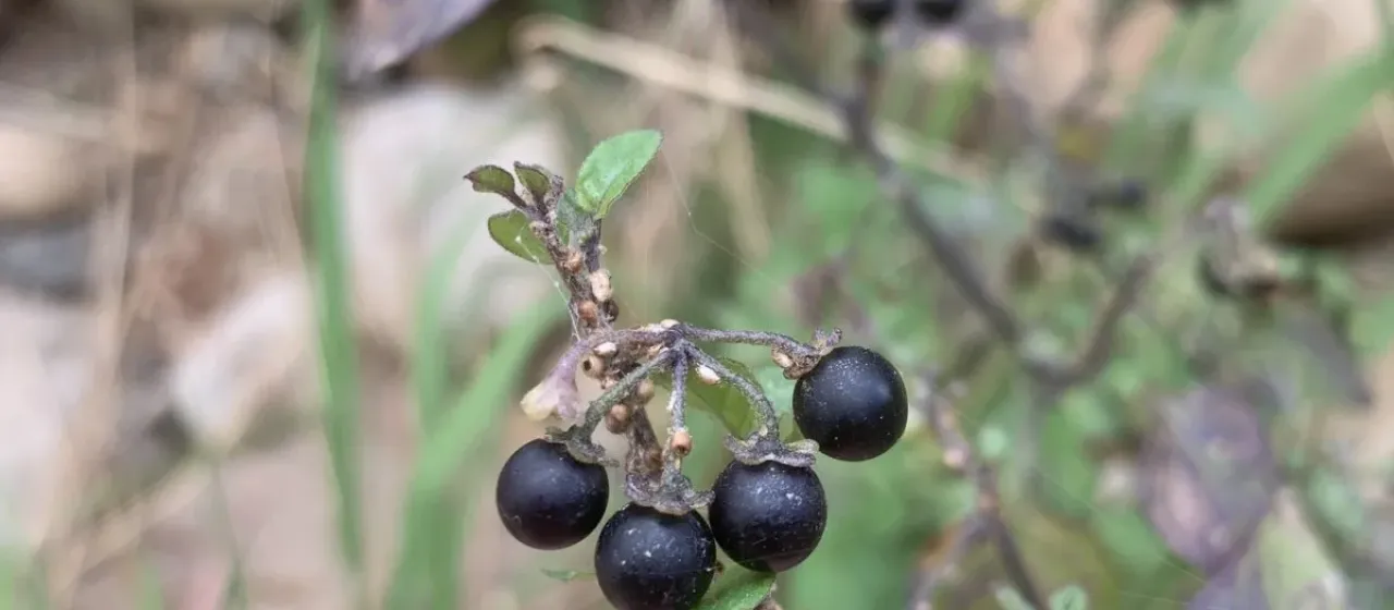 American black nightshade