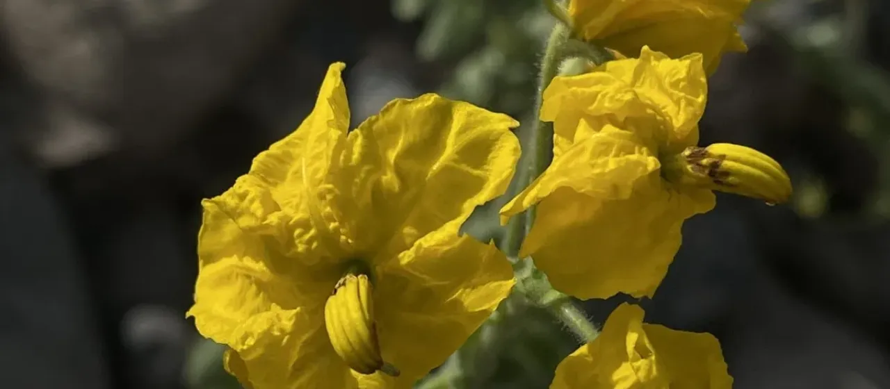 Solanum pennellii
