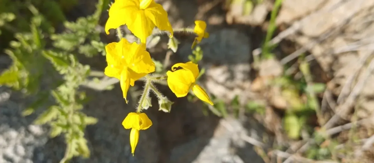 Peruvian nightshade