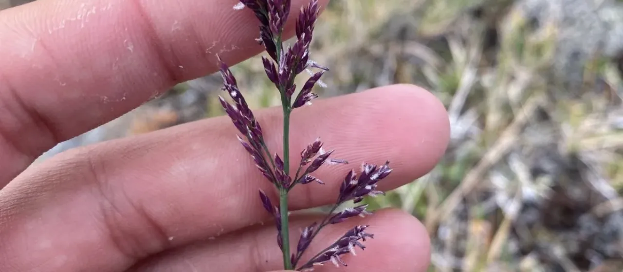 Arctagrostis latifolia