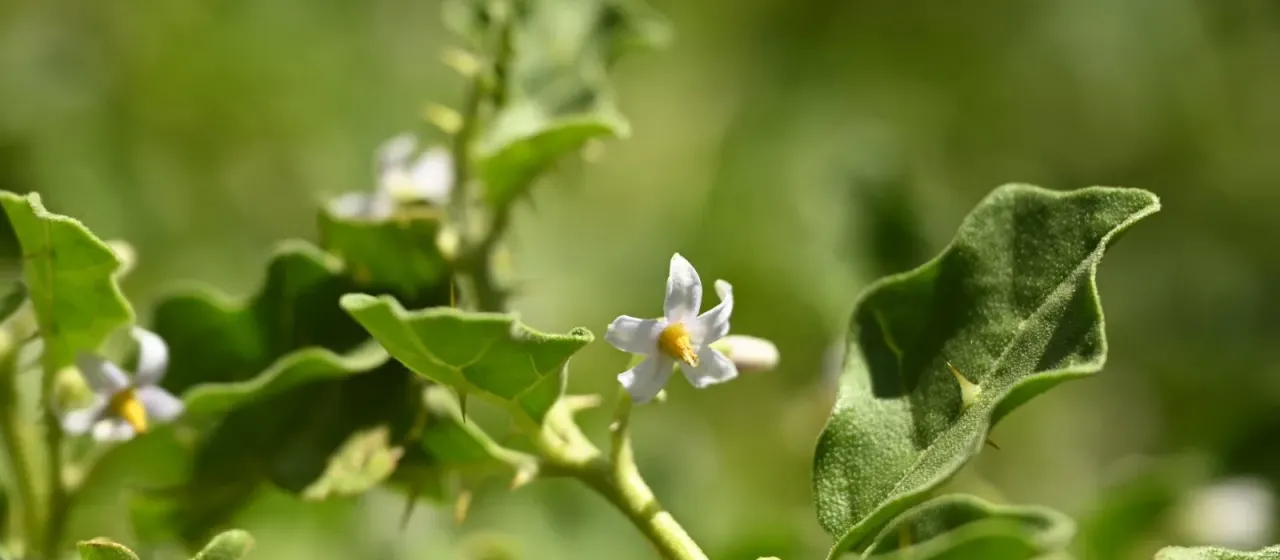 Solanum procumbens