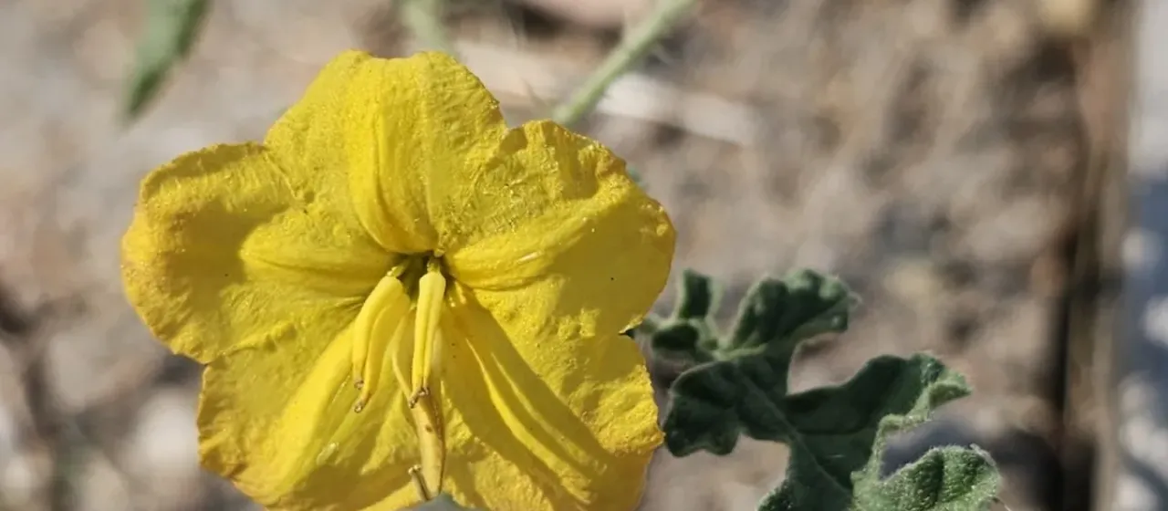 Buffalo bur