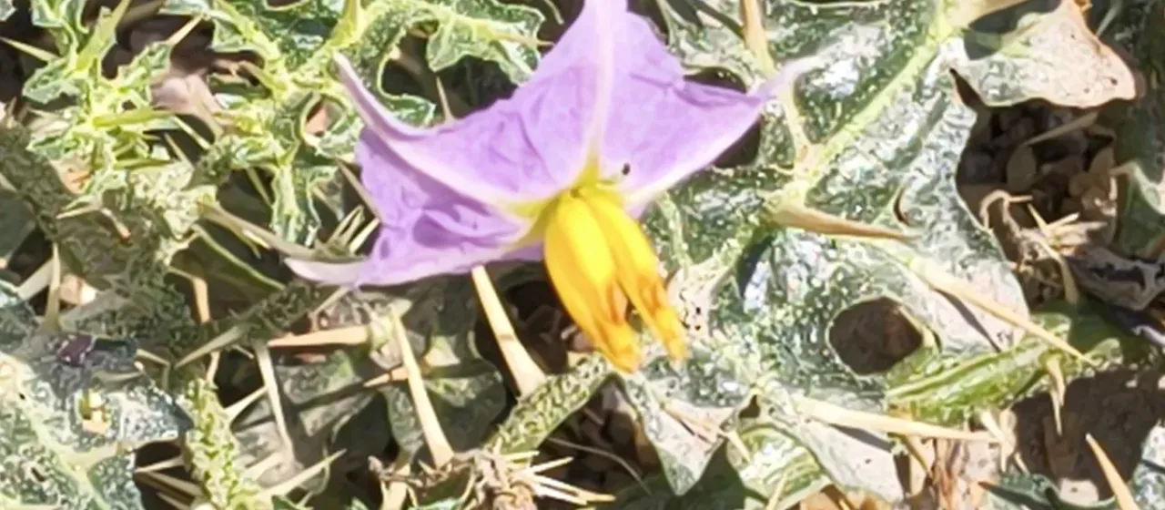 Solanum virginianum