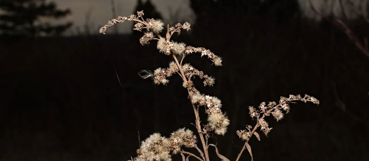 Canada goldenrod
