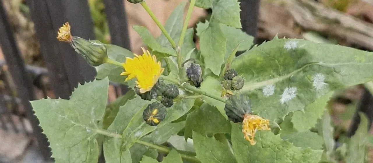 Common sowthistle