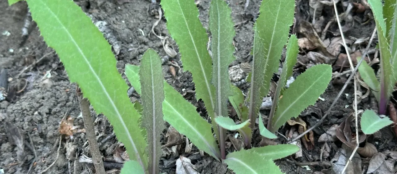 Perennial sowthistle