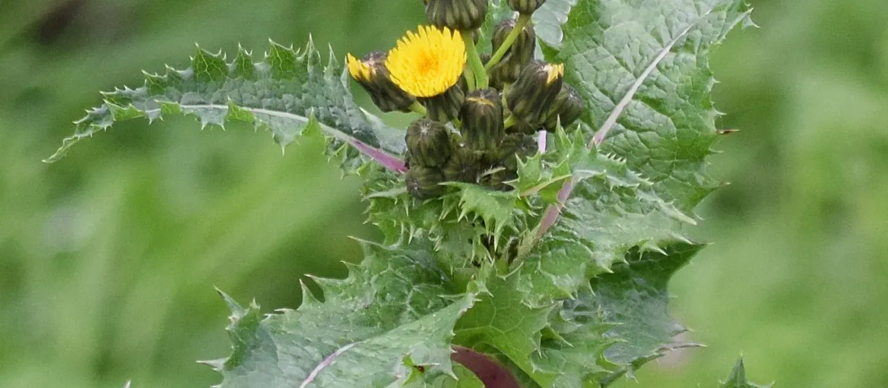 Spiny sowthistle