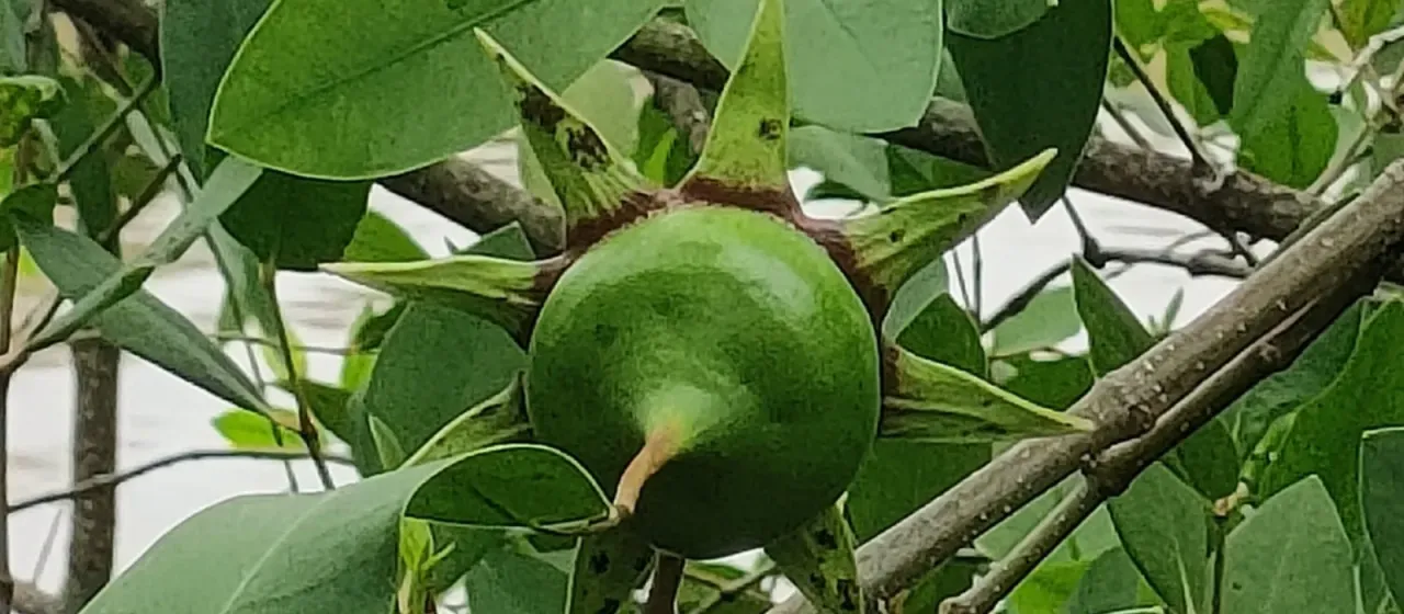Mangrove apple