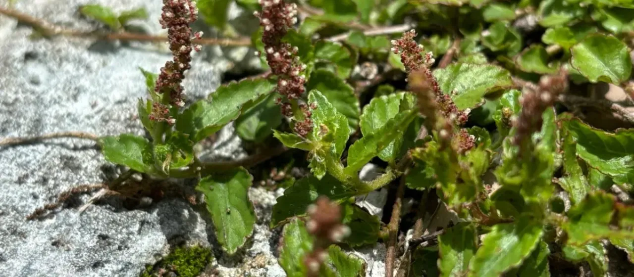 Dwarf copperleaf