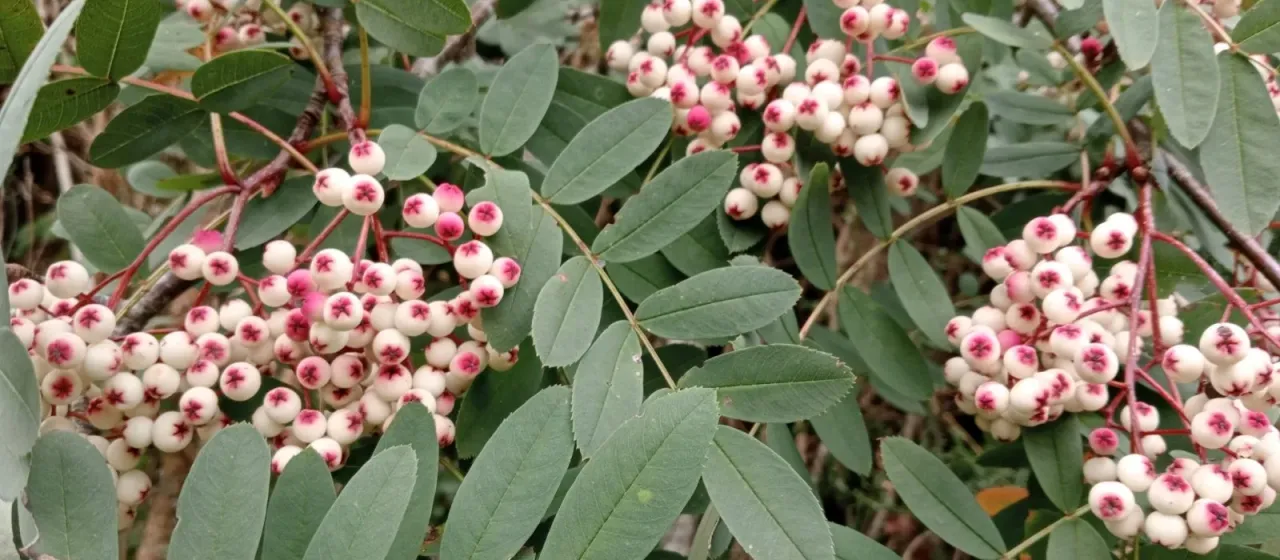 Hubei rowan