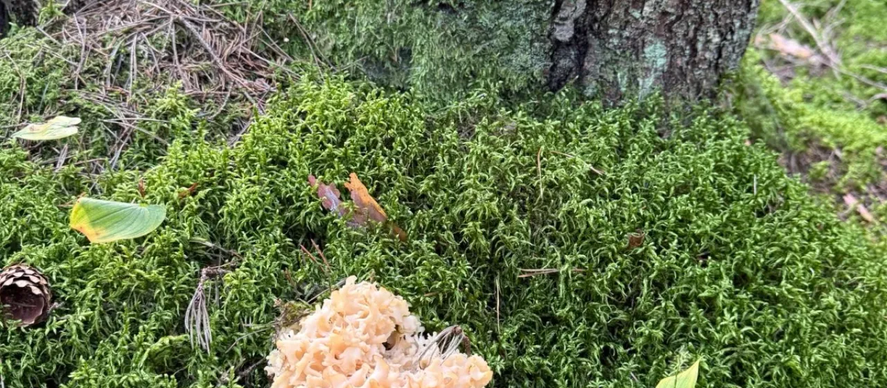 Cauliflower fungus