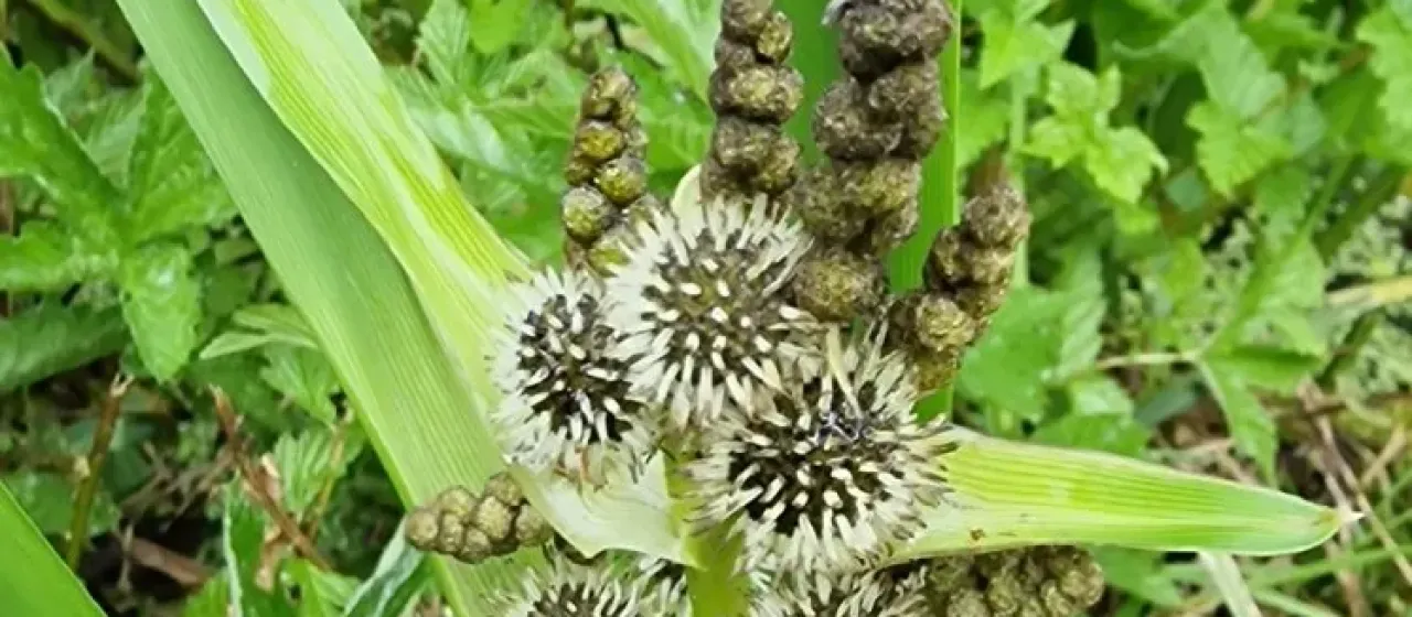 Branched bur-reed