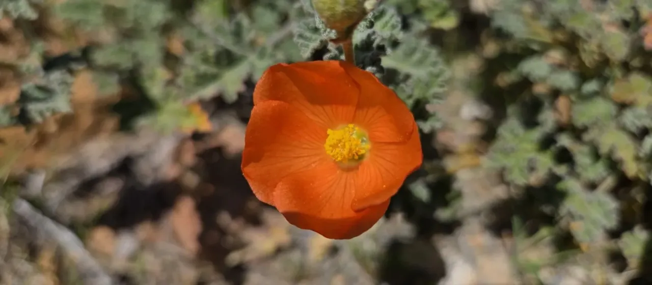 Apricot globe-mallow