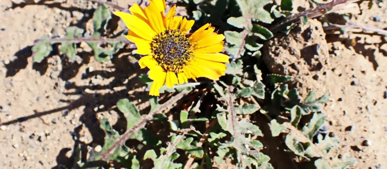 Arctotis acaulis