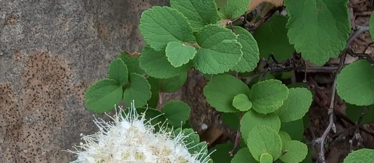 Birchleaf spirea