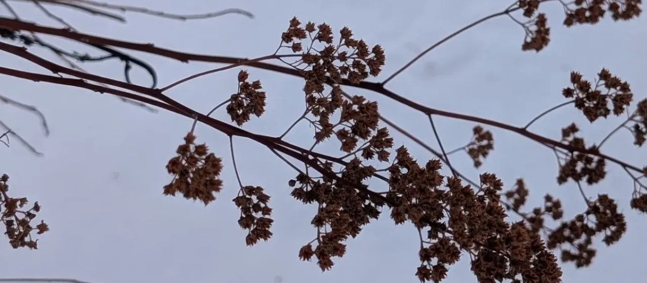 Grey Spirea