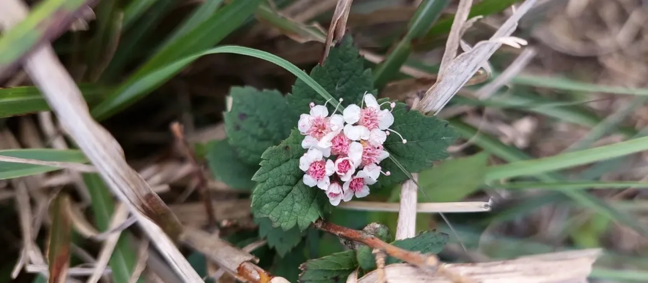 Spiraea hayatana