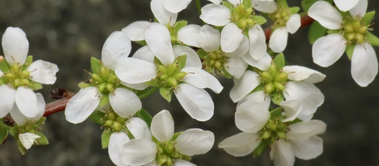Thunberg spirea