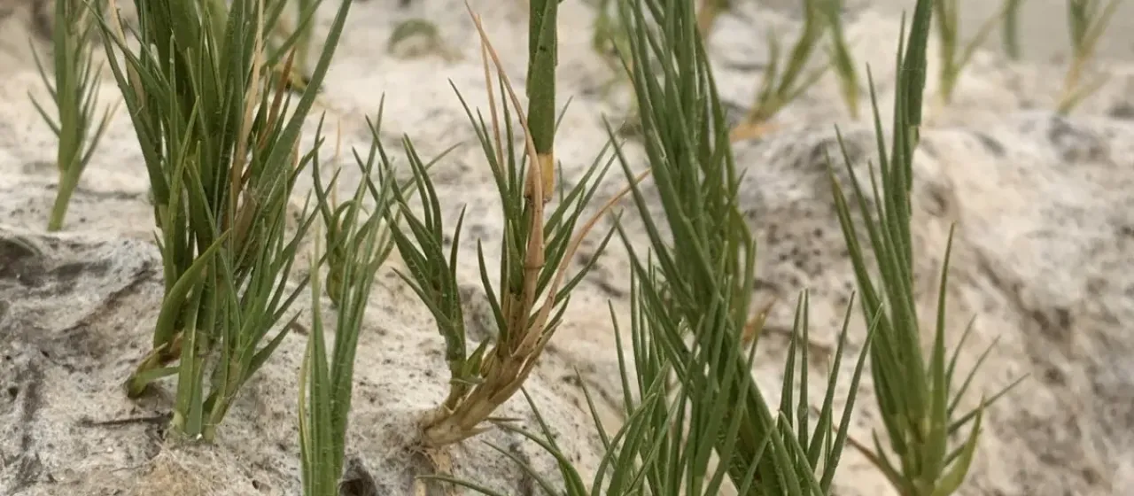 Споробол виргинский