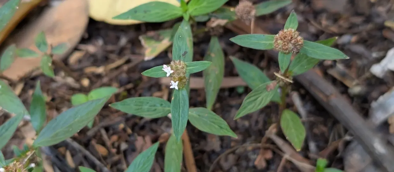 Hemidiodia