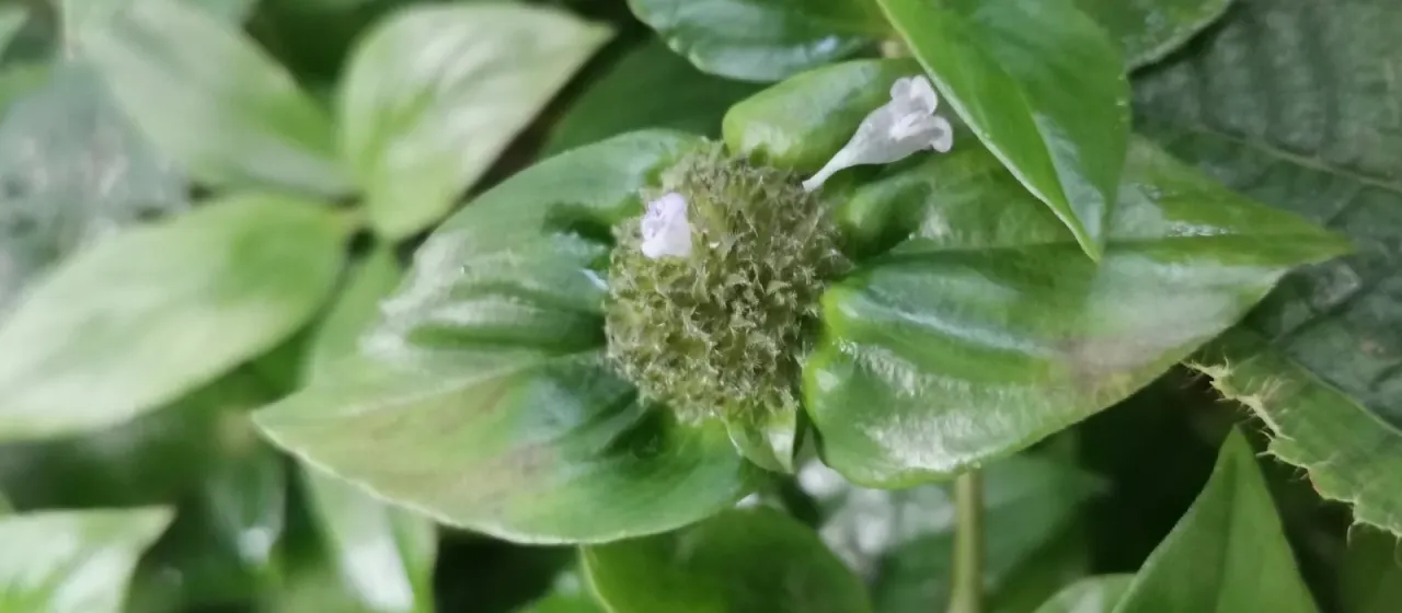 Spermacoce alata