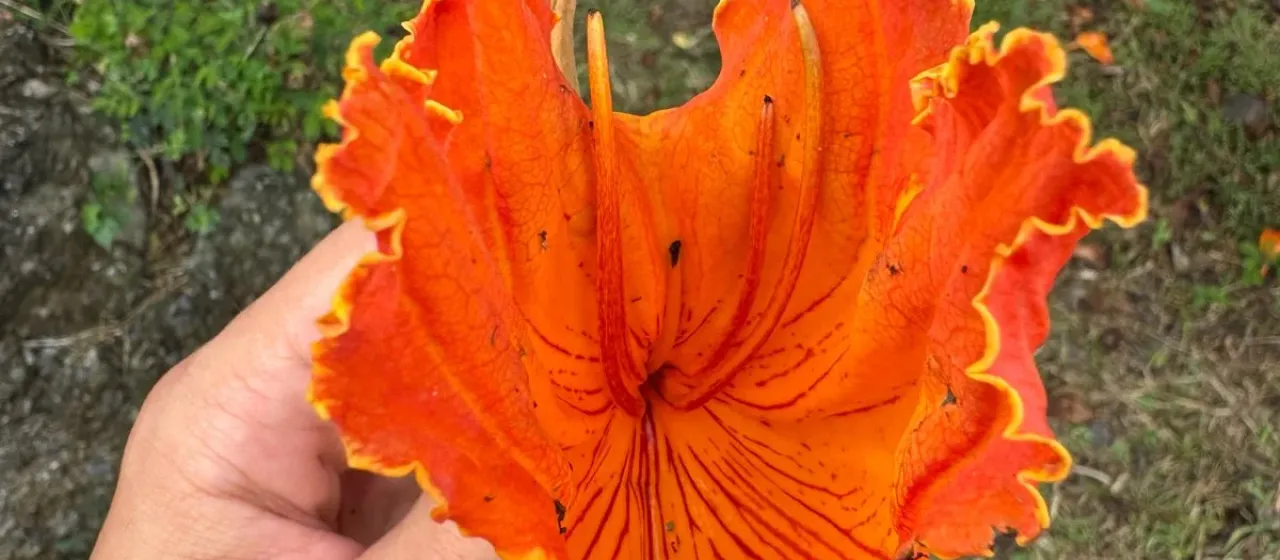 African tulip tree