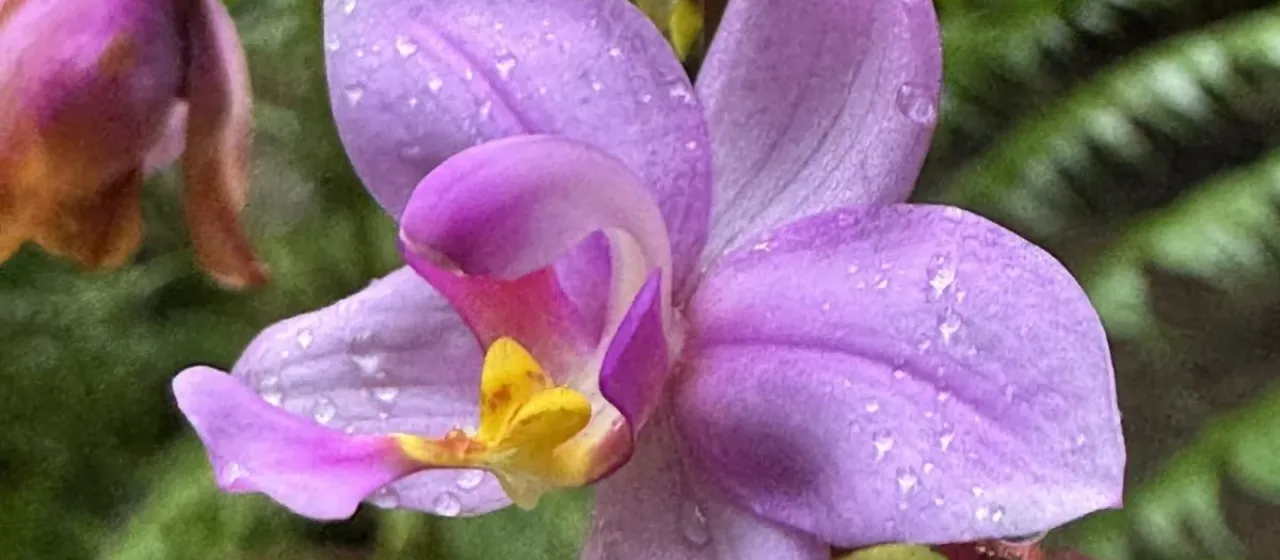 Spathoglottis plicata