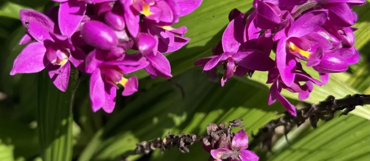 Spathoglottis unguiculata