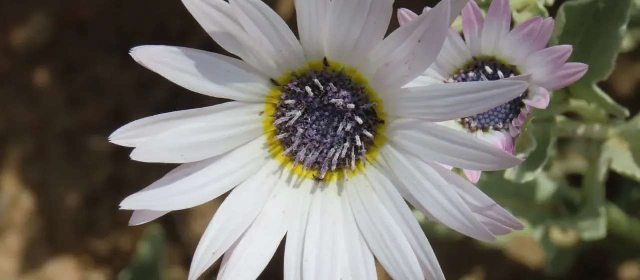 Arctotis venusta