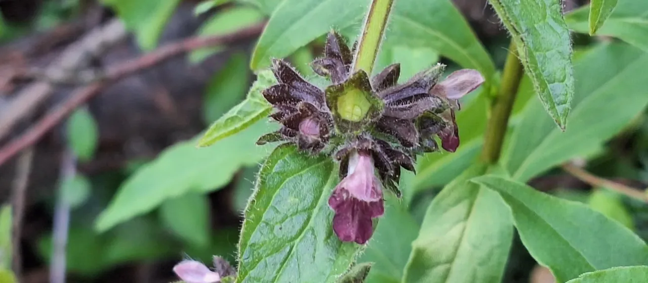 Alpine woundwort