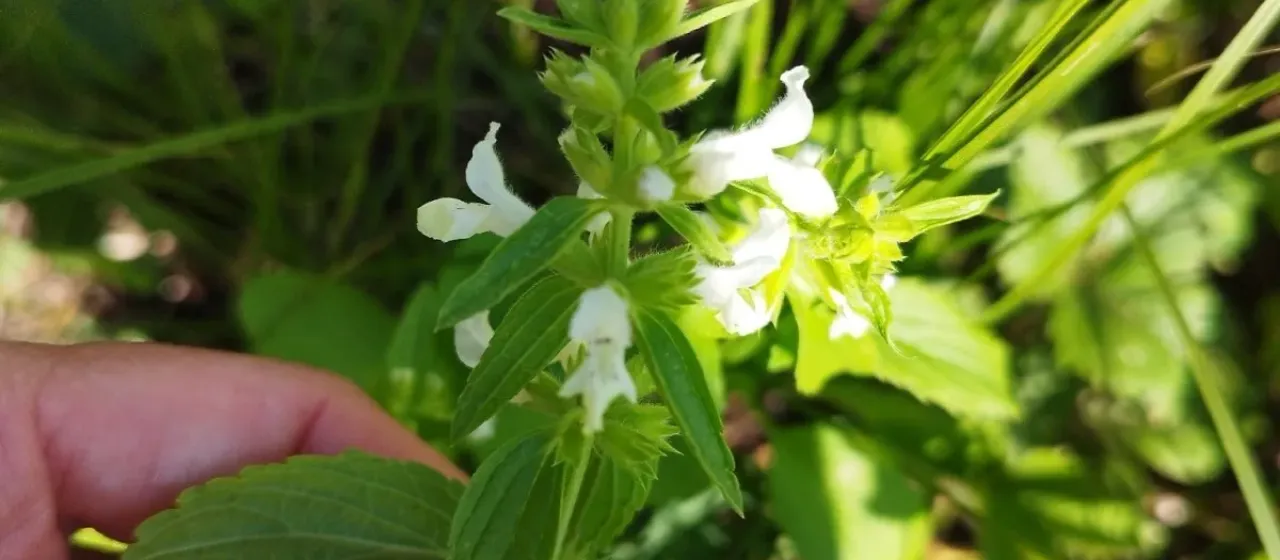 Annual hedge-nettle
