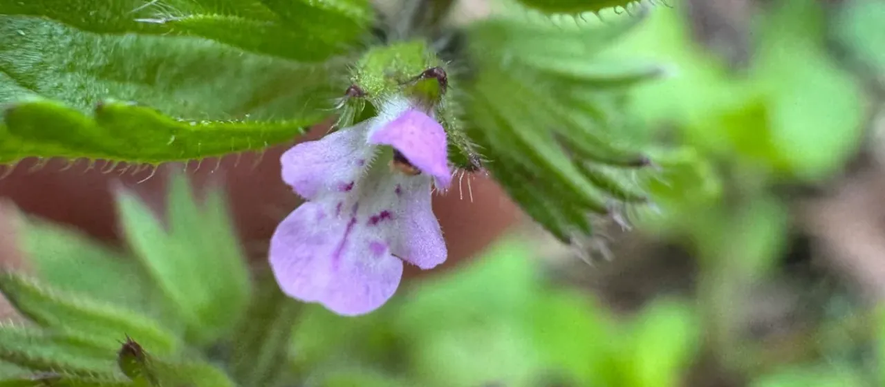 Field woundwort