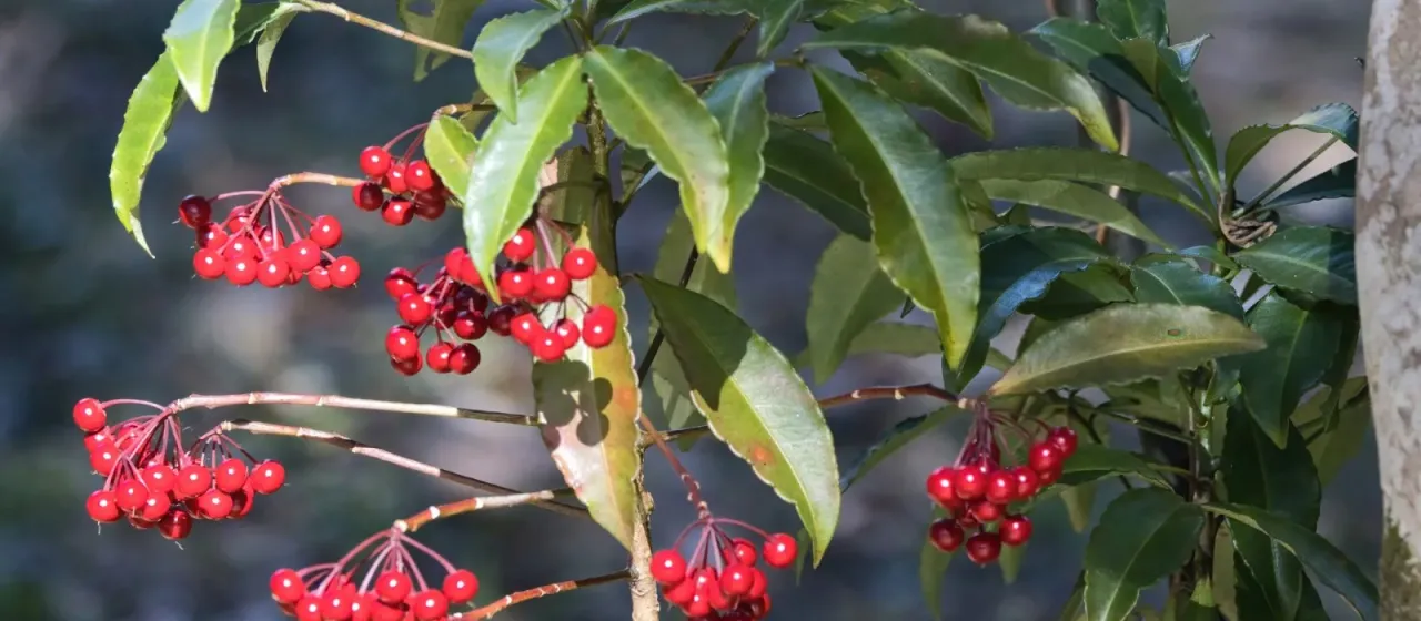 Ardisia crenata