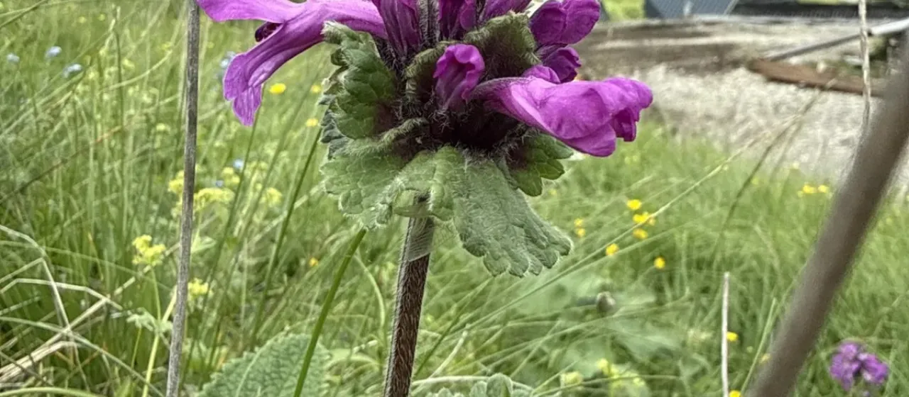 Big-flowered betony