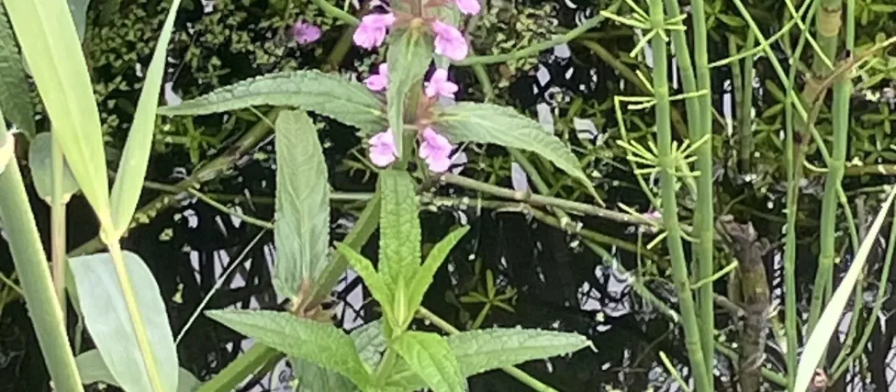 Marsh woundwort