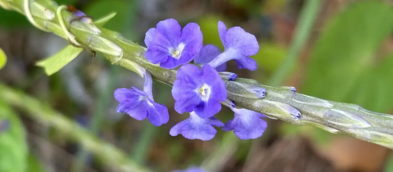 Blue porterweed