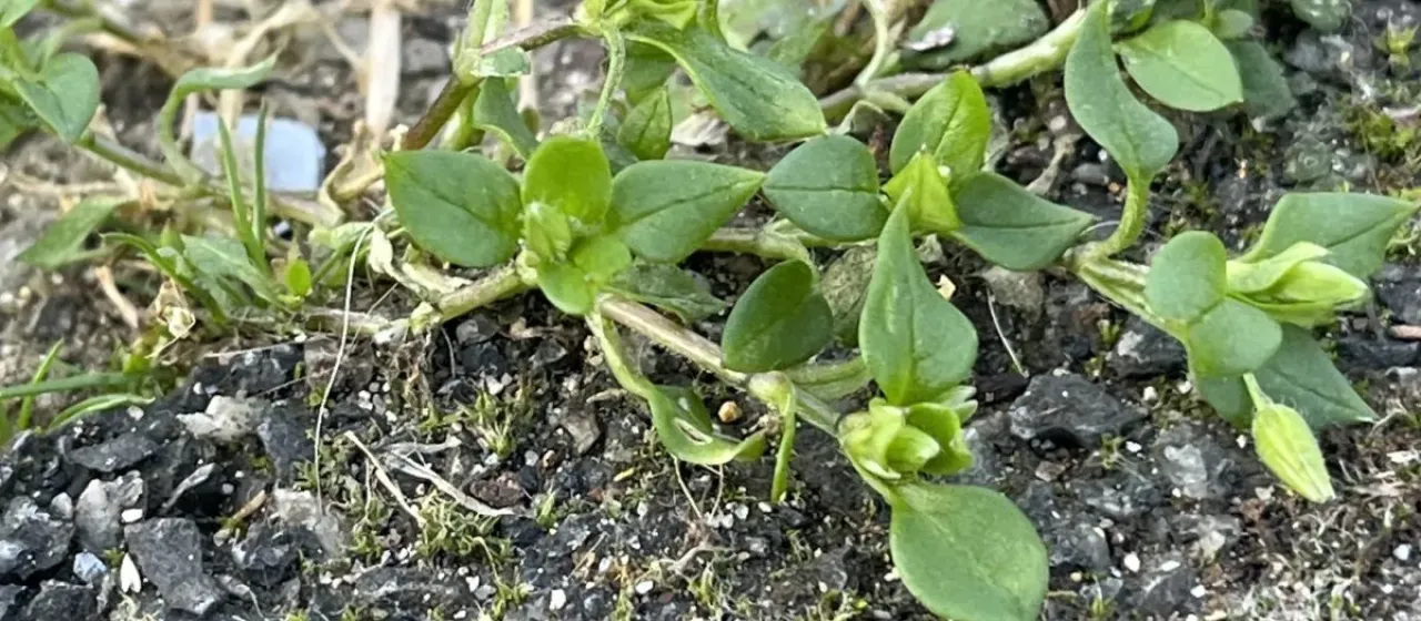 Common chickweed
