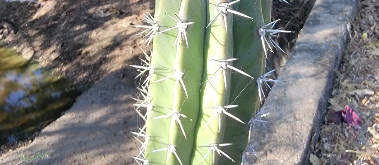 Stenocereus (A. Berger) Riccob.
