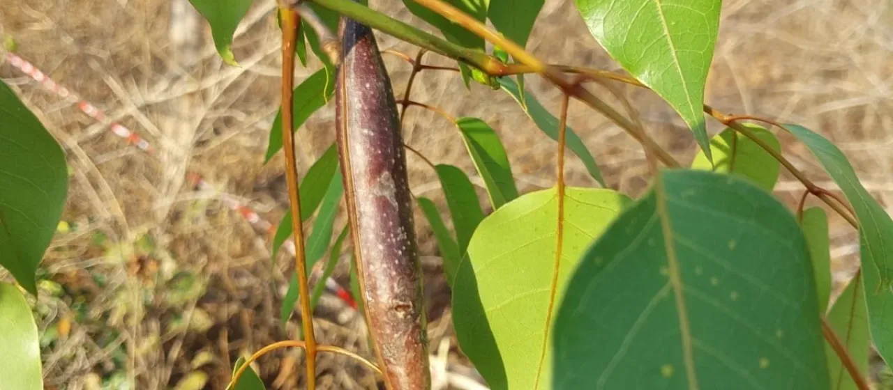 Stereospermum euphorioides