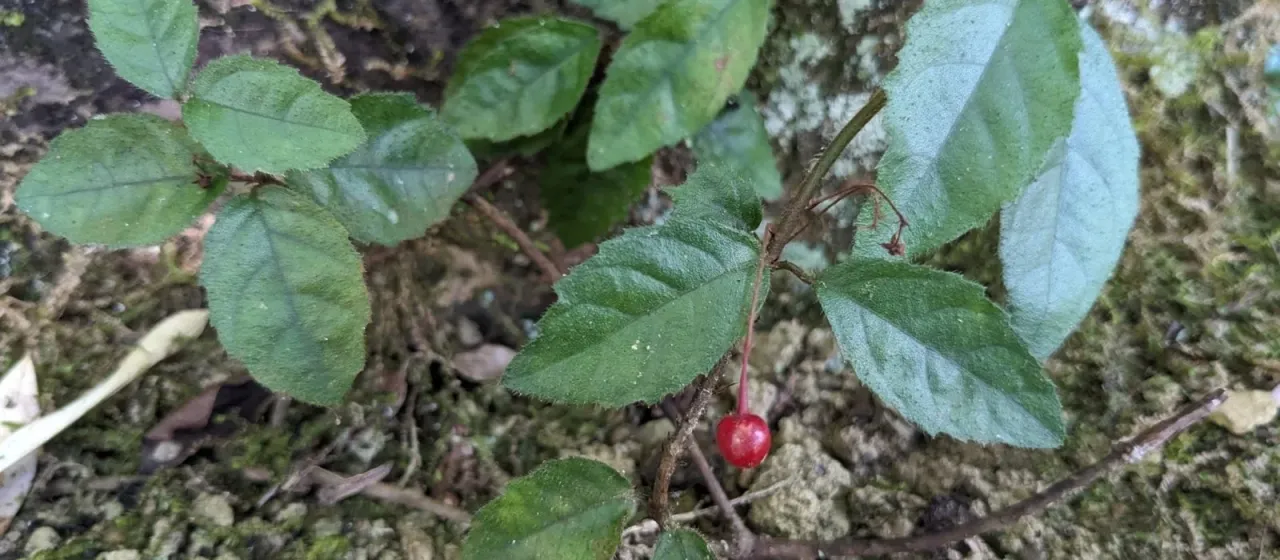 Ardisia pusilla