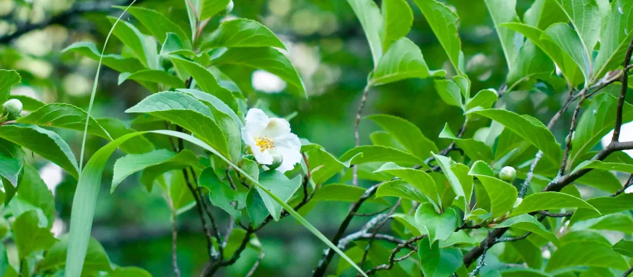Japanese stewartia