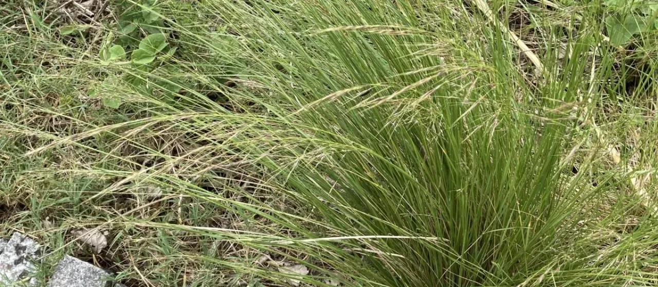 Short-awn needlegrass